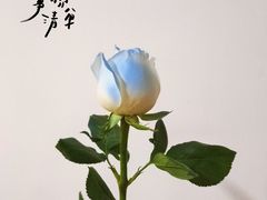 -循礼门鲜花花市(武汉循礼门店)