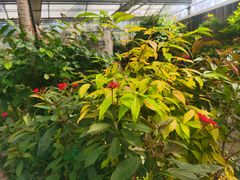 -南宫五洲植物乐园