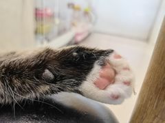 -平行世界·猫咖(首经贸店)