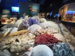 -贝林大翅鲸简餐厅(国家海洋博物馆店)