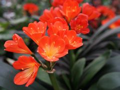 -三圣花乡旅游区