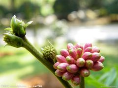 -金堂县云顶石城风景区