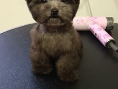 -宠爱多约克夏马尔济斯泰迪小型犬专卖