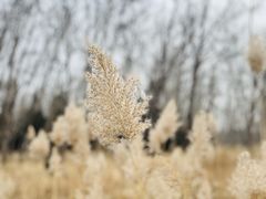 -野鸭湖国家湿地公园