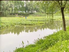 -洋湖国家湿地公园