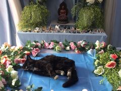 -彩虹桥宠物火化殡葬善终服务(金乐大厦店)