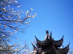 -林屋梅海青梅保护基地