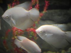 -苏州海洋馆