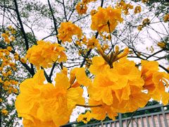 -南国桃园旅游度假区