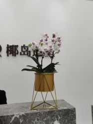-YESIDO椰岛造型