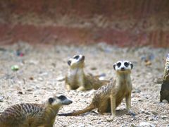 -清迈夜间动物园