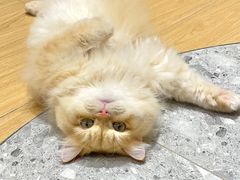 -米乐乖乖猫咪咖啡馆·猫咖(深圳湾后海汇店)