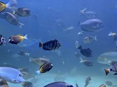 -海合安成都极地海洋公园