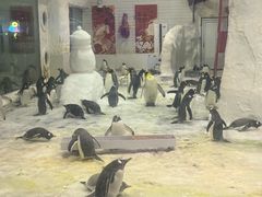 -大连圣亚海洋世界