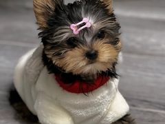 -萌宠之家·腊肠犬·马尔泰·小体犬舍
