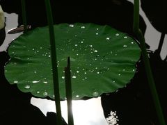-荷塘月色湿地公园·向阳花洲