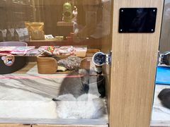 -悠尼宠物·独立低压伊珊娜洗护·美容·寄养(兰谷路店)