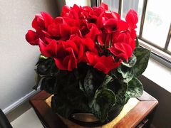 -秦美花卉(天朗·莱茵小城2期店)