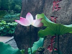-陈家山荷花公园