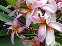 -三亚凤凰水城凯莱度假酒店