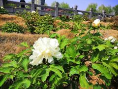 -洛阳市隋唐城遗址植物园