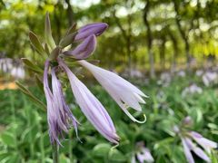 -永定河休闲森林公园