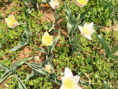 -洛阳郁金香牡丹园