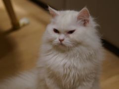 -猫腻·猫咖·撸猫馆(星光大道店)