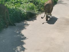 -西安秦岭野生动物园