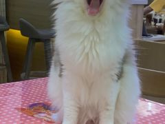 -滚猫咖啡·猫咖·猫友好撸猫(未来城店)