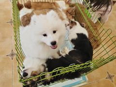 -Let's go狗咖·猫咖·奶狗·桌游(春熙路IFS店)