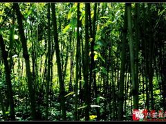 -华蓥山水杉山庄