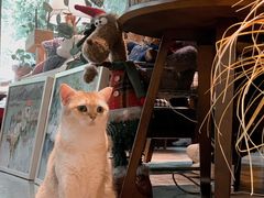 -咖法森林·咖啡  酒吧(天河店)