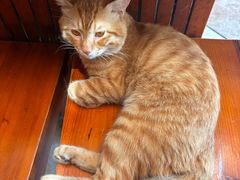 -绝城芋儿鸡(犀浦旗舰店)