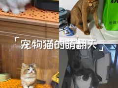 -欣宠猫屋·矮脚拿破仑·蓝金金渐层