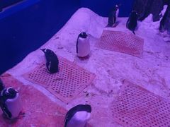 -暹罗海洋世界
