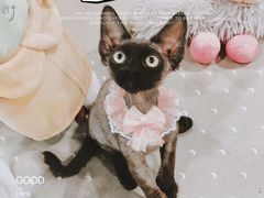 -十年猫舍·猫咪专门店(普陀店)