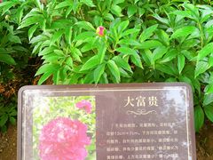 -莲花池公园