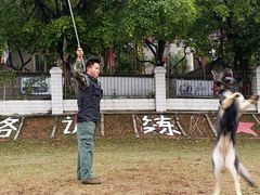 东德犬在训练-良成狗狗乐园