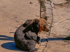 -青藏高原野生动物园