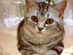 -COLOR PETS 撸猫馆·购猫·猫咖(长风大悦城店)