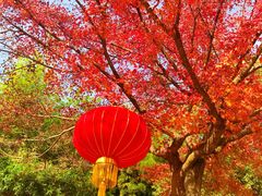 门口那棵枫树红了-穹窿山景区