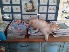 大堂-Sirena海妖日咖夜酒