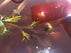 -王朝花椒鱼(杉板桥南一路店)