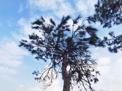 -羚羊峡古栈道森林公园