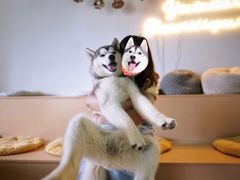 -Husky Go! 哈士奇体验馆·宠物咖啡厅狗咖