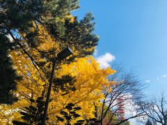 -北海道厅旧本厅舍(旧本庁舎)