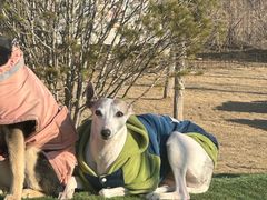 -爪吧宠物乐园 (温榆河示范区店)