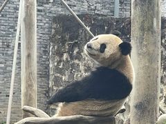-都江堰中华大熊猫苑