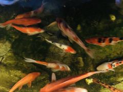 -美味居(古城店)